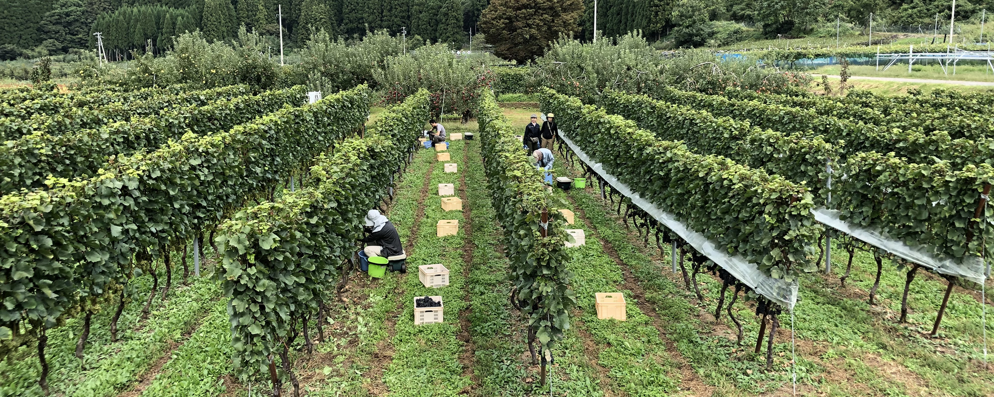 Reve de Vin信州高山ワインメイン画像3