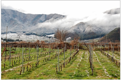 信州高山ワインReve de Vin画像1