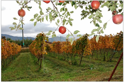 信州高山ワインReve de Vin画像6
