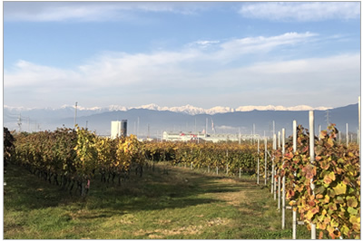 信州高山ワインReve de Vin画像7